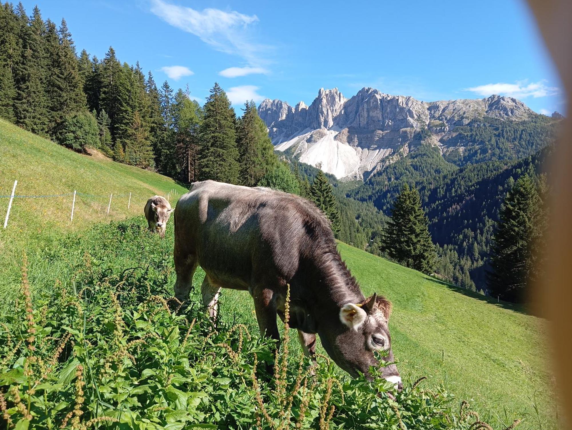 Zimmererhof Brixen Exteriér fotografie